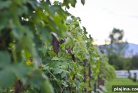 Park City Wine Festival: Top Tasting Events & Insider Tips