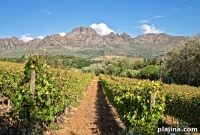 Will a Poor South African Wine Harvest Impact Tourism?