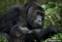 Gorilla Trekking in Uganda: Planning Your Once-in-a-Lifetime Safari