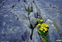 Ireland Between a Rock and a Hard Place: Navigating Challenges and Opportunities
