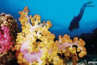 Fiji: Your Ultimate Guide to Fun-Filled Island Adventures