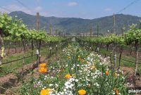 Emiliana Vineyards Chile: Organic Winery Tours & Wine Tasting