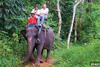Thailand Elephant Walk: Top Spots to See Majestic Herds