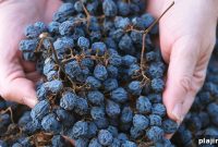 Amarone Wines from Italy’s Valpolicella (Verona Region)