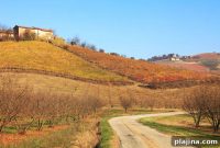 Hunting Italy’s Elusive White Truffle in Piemonte
