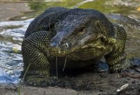 Discovering Tioman’s Dragons: A Guide to Monitor Lizards on the Island