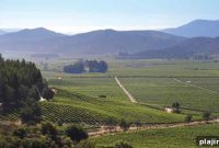 Discover Casablanca Valley Wineries: Top Chile Wine Tours