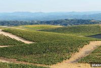 Paso Robles Wineries Guide: Top Vineyards to Visit in California