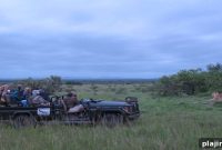 Bush Guide Training for South African Safaris: A Personal Journey into Wildlife Guiding