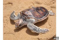 Donate $1 to Protect Sea Turtles Today