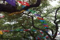Experience San Antonio Fiesta: Events, Parades & Nightlife