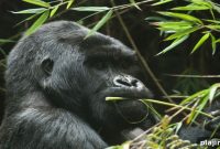 Musanze Cave Opens for Tourism: What Visitors Need to Know