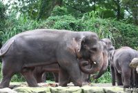 Indonesian Elegance at Bali’s Elephant Safari Park & Lodge