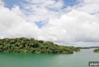 Panama’s Ancient Forests: Preserving a Wild, Untamed Spirit
