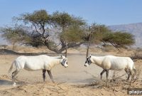 Discover Wildlife and Tranquility at Abu Dhabi’s Arabian Park