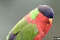 Meet Fiji’s Native Wildlife at Kula Eco Park – Visitor Guide