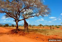African Safari Days, Luxe Eco-Lodges for Nighttime Retreats