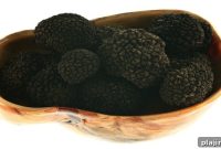 Western Australia Truffle Season: Where and When to Hunt Truffles