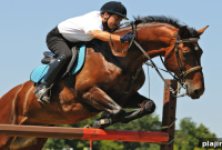 Traverse City Equestrian Festival: Celebrating Horse Connections