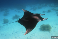 Over 235 Manta Rays Spotted Around Palau: A Diver’s Guide