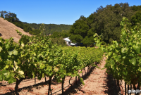 Paso Robles Third Annual Artisan Winefest — Save the Date