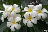 Waikiki’s Iconic Halekulani Introduces New Lifestyle Concept