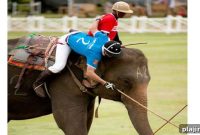Elephant Polo: Guide to the Sport, Rules, and Where to Watch