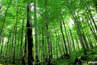 Fairmont Plants 40,000+ Trees Through One Bottle Campaign