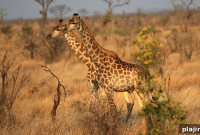 Gym with a View: Explore Sabi Sabi Game Reserve in South Africa