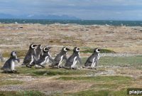 Patagonia Cruise: Cowboys, Icebergs and Penguins on New Route