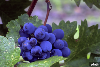 Unwind at Harvest Inn Napa Valley: Wine Country Retreat Guide