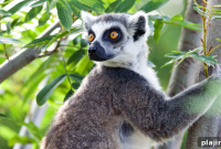 Madagascar: Discover Its Unique Wildlife, Plants, and Lemurs