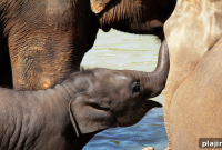 Elephant Watching: Top Sites and Tips for Sri Lanka Safaris