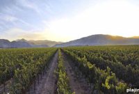 J. Lohr Vineyards & Wines — California Winery Guide