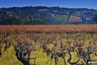 Auction Napa Valley: Exclusive Wine & Culinary Charity Event