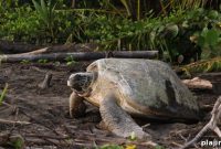 See Sea Turtles Hatch in Costa Rica: Guide to Nesting Tours