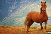 Year of the Horse: Celebrate Traditions and Joyful Festivities