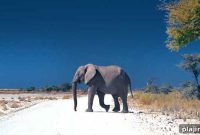 Self-Drive Namibia: Essential Route Planner and Travel Tips