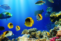 Discover and Identify Seafood: A Visual Guide