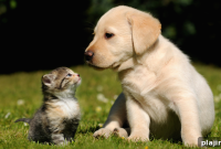 Yappy Hour: Fun Dog-Friendly Happy Hour Ideas