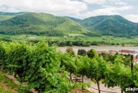 Danube Wine Route: Discover Top Vineyards and Cellars