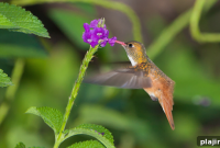 Caring for Pet Birds: Tips for Happy, Healthy Feathered Friends