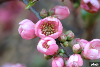 Vancouver in Bloom: Top Spring Flower Spots and Festivals