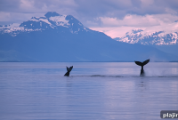 Icebergs, Whales, and the Hidden Arctic Wonders