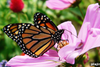 Butterfly Migration: Inside the Incredible Flight of Monarchs