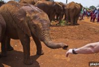 Nairobi Safari: Urban Wildlife Experiences in the City