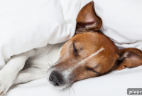 Luxury Dog Boarding: Pampered Pet Suites Near You
