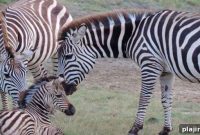 Kenyan Safari: Explore East Africa’s Wildlife and Landscapes