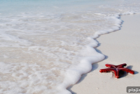 Luxury Beachfront Collection: Elegant Coastal Styles
