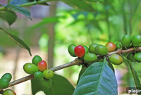 Coffee and Tea Together: How to Blend Flavors for Perfect Mornings